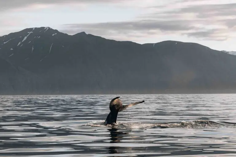 whale ocean Iceland