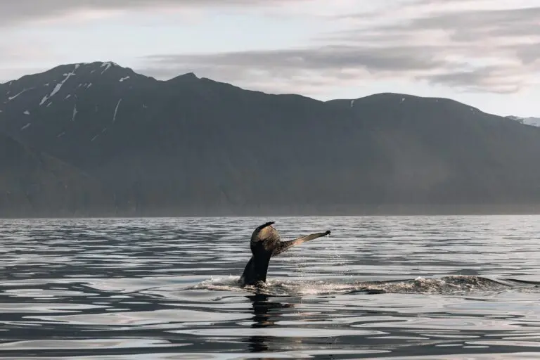 whale tail diving into water with mountains in background