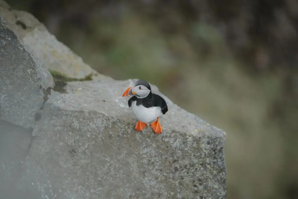 atlantic puffin standing on a rock in Iceland
