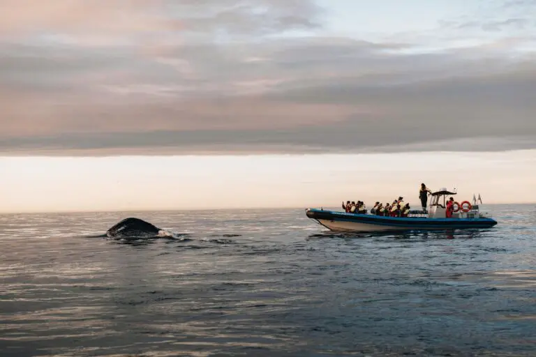 whale watching boat with tourists and whale in Iceland