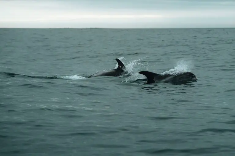 two dolphins swimming in the ocean with splashes