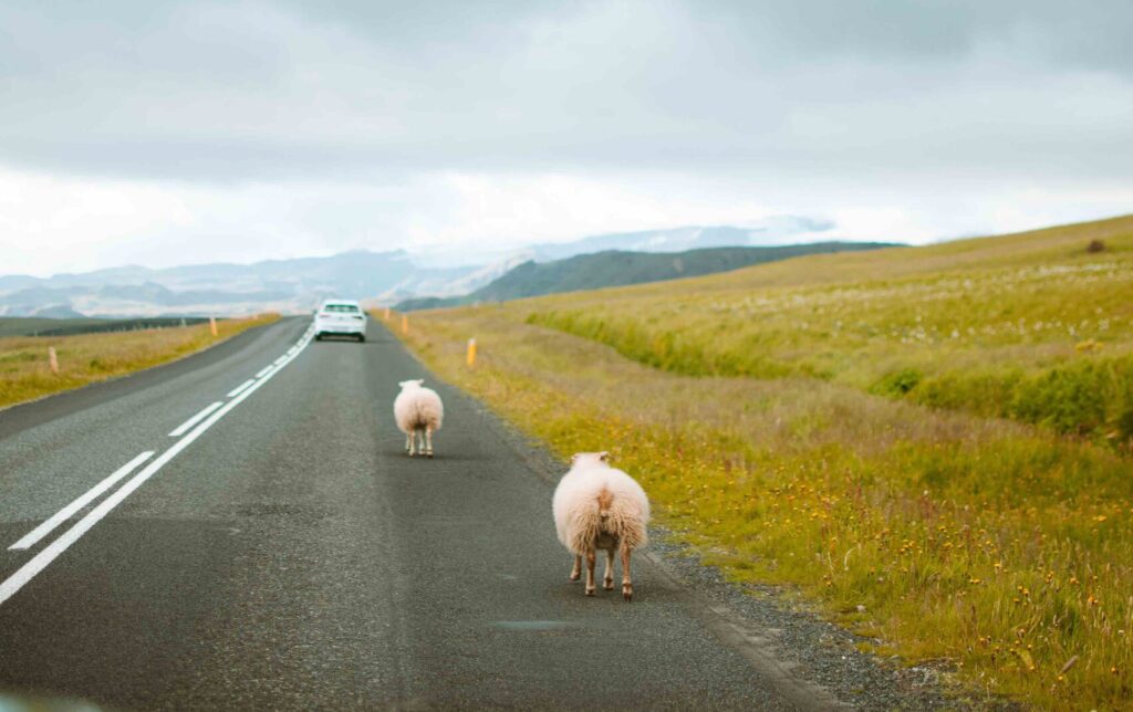 Sheeps Road Iceland