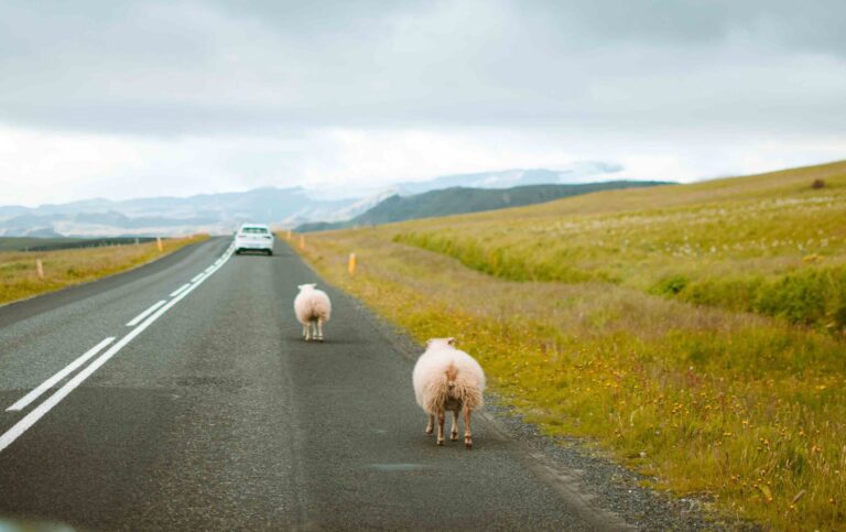 Sheeps Road Iceland