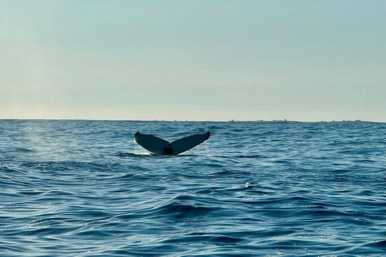 whale tail diving into the ocean in Iceland